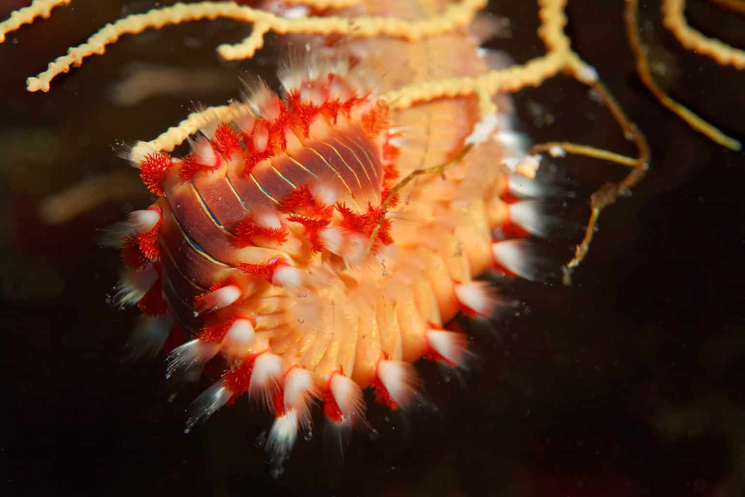 Bearded Fireworm Animal Facts - Hermodice carunculata - A-Z Animals