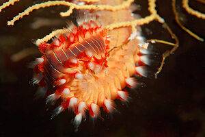 Discover 5 Types of Annelids and Where They Live Picture