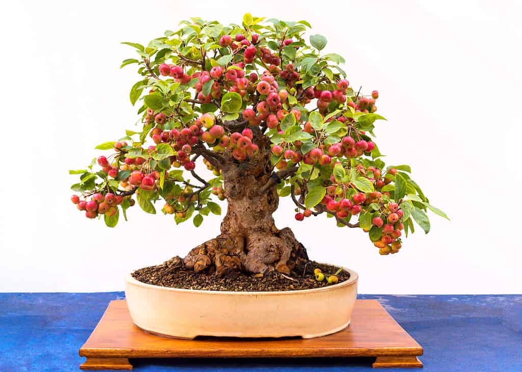 small bonsai on blue and white background