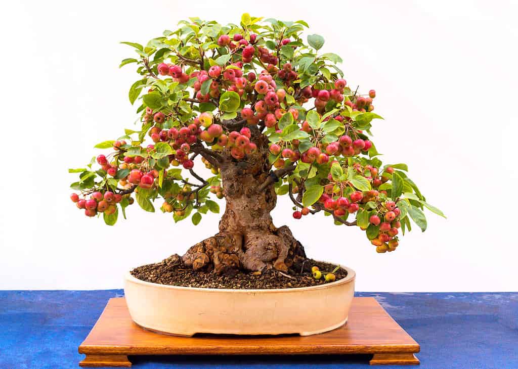 bonsai tree trunk