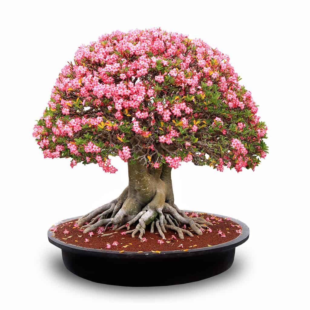 desert rose bonsai tree