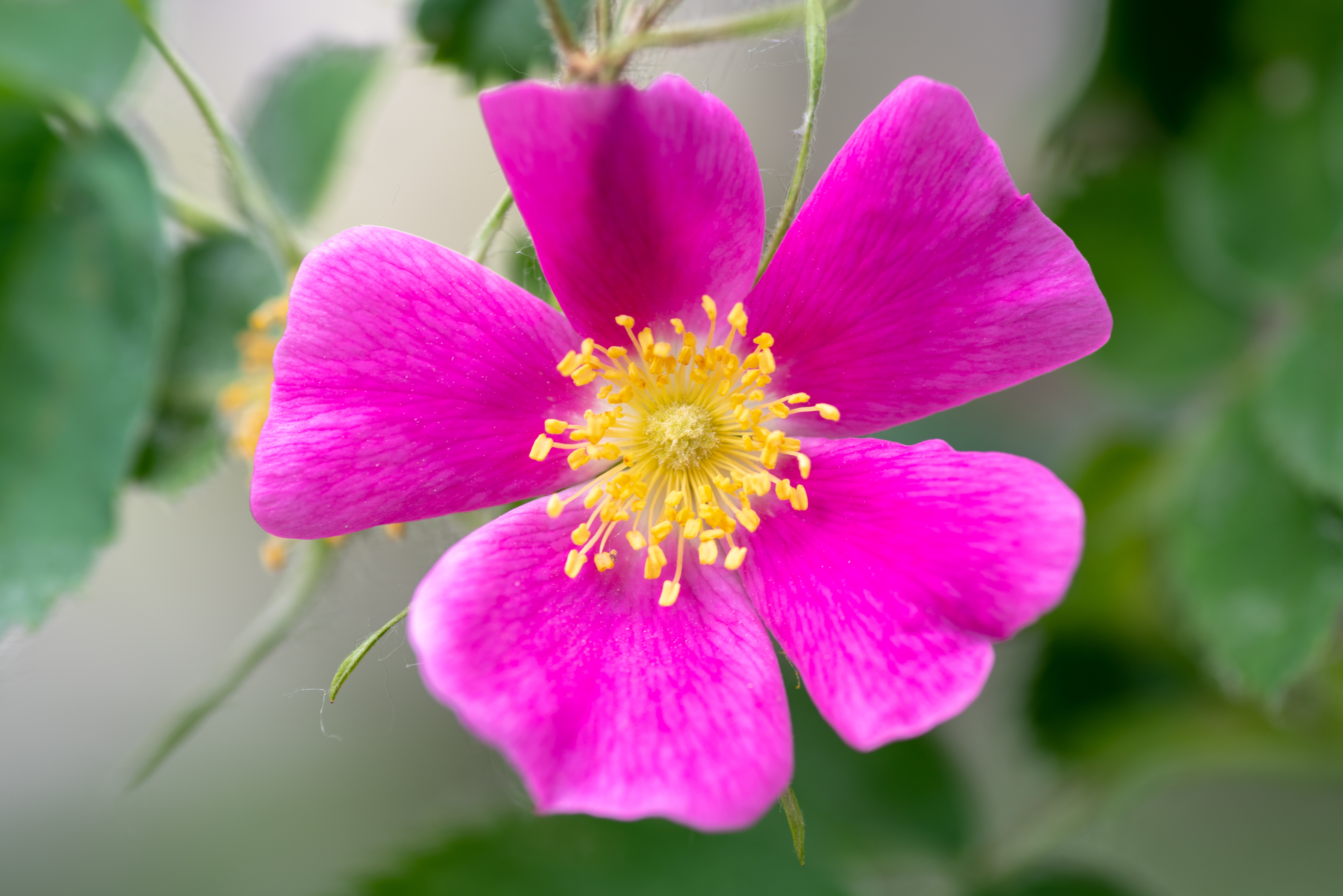 Arctic Wild Rose Petals - Alaska Wild Herbs