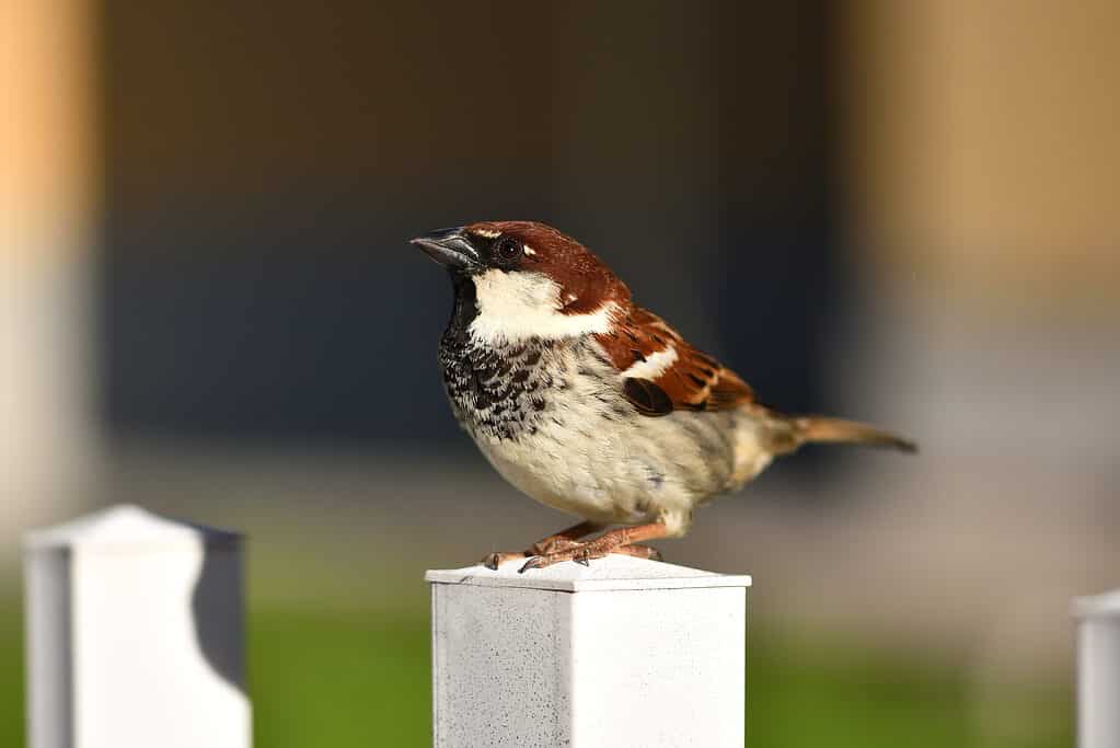 The Italian Sparrow: Nationwide Hen of Italy