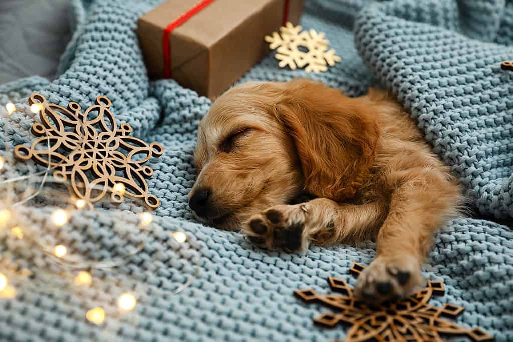 Puppy asleep on Christmas