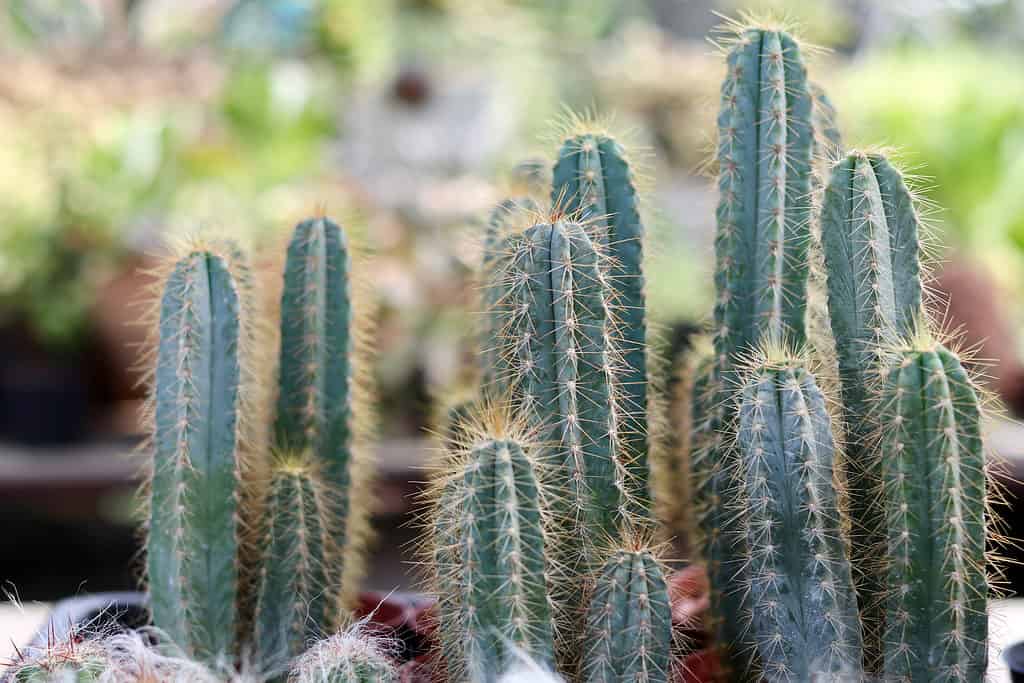 The tree cactus is a blue cactus with golden or orange spines.