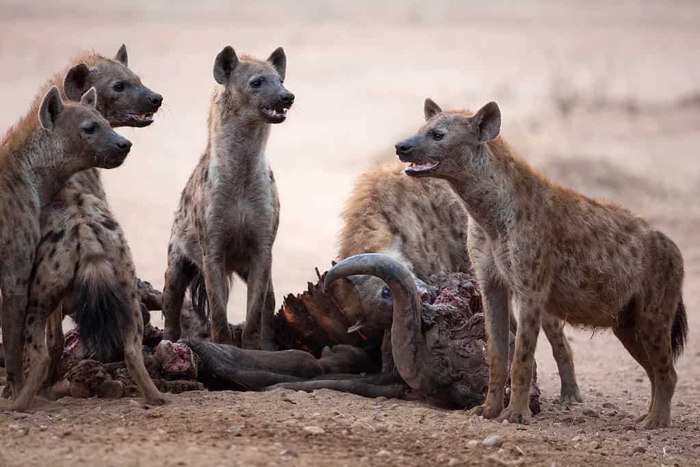 Group of feeding hyenas