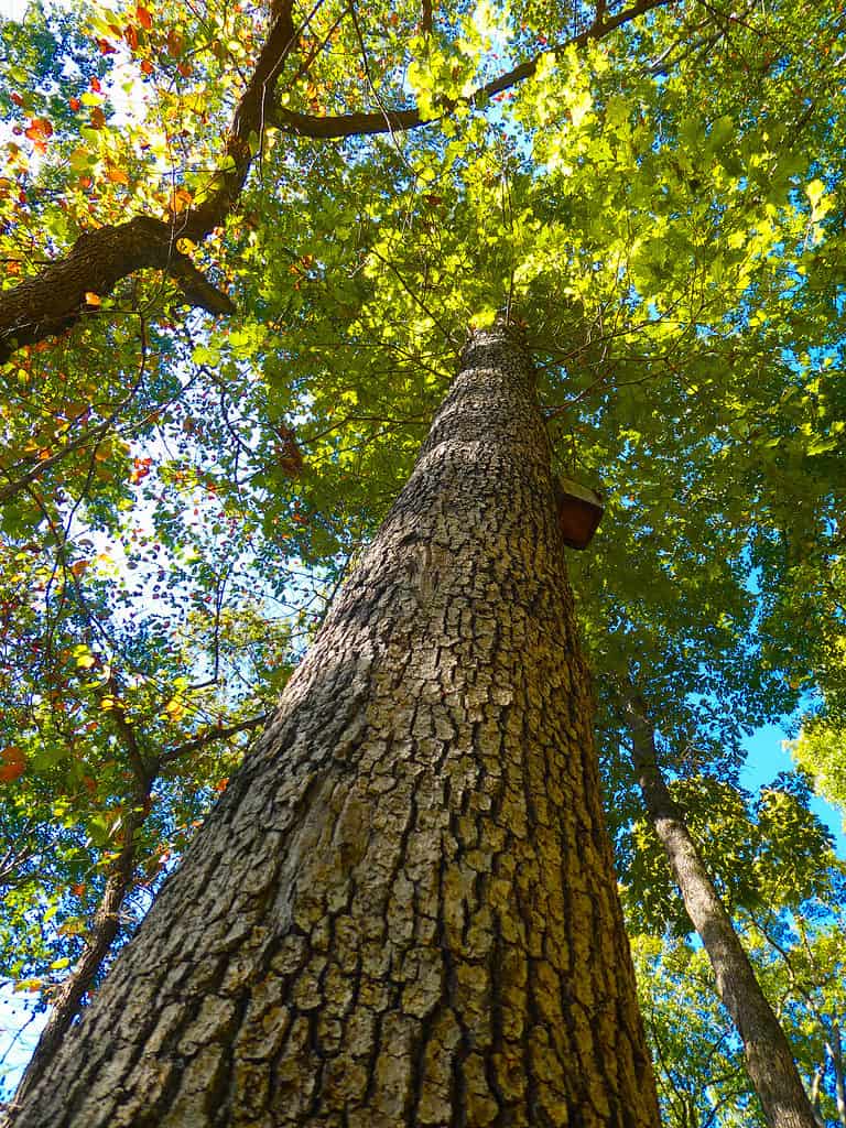 View of a white oak tree with blocky bark.