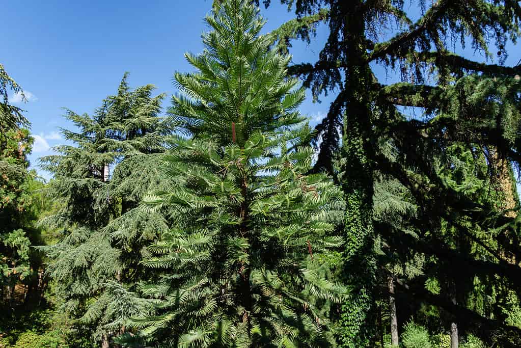 Wollemi Pine - Ancient Wollemia nobilis tree in Aivazovsky park or Paradise park in Pertenit, Crimea. The unique tree of Jurassic period.