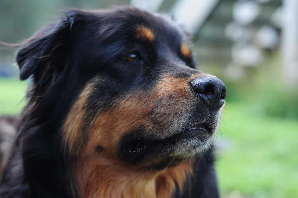 New Rottland smiling