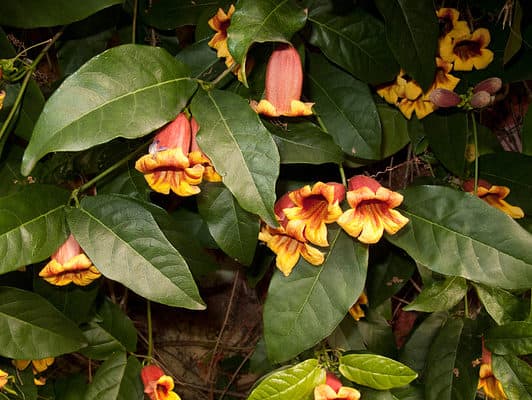 Discover 13 Flowering Vines That Bloom All Summer
