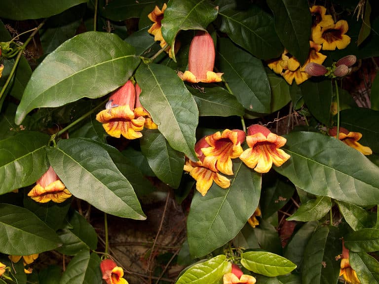 Discover 13 Flowering Vines That Bloom All Summer