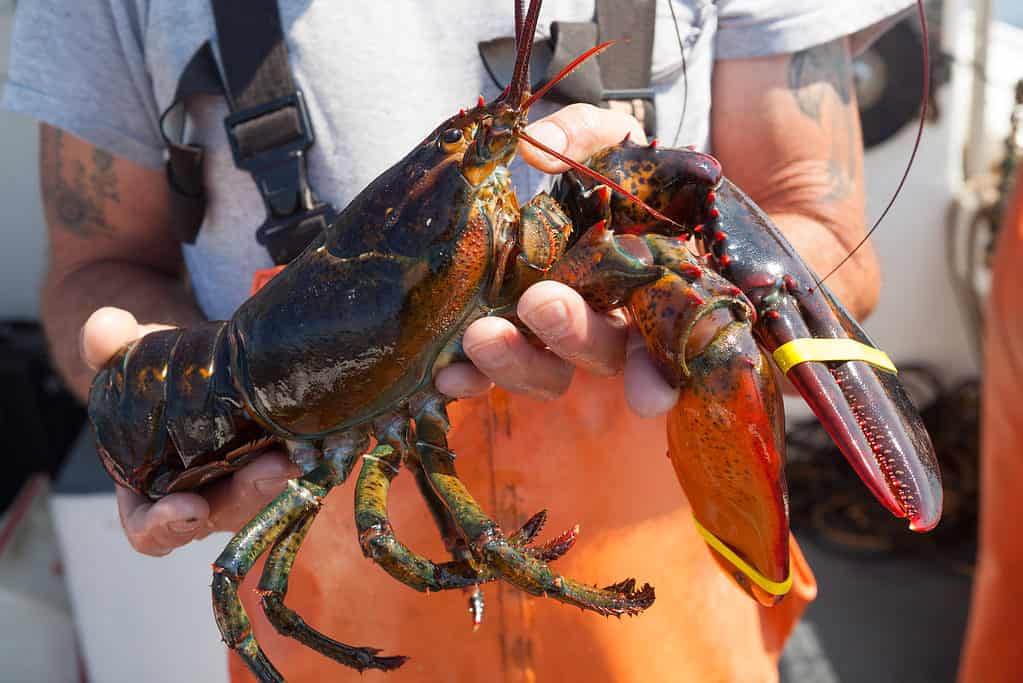 close up of large yellow banded lobster being held by caucasian male in orange overalls, Maine, USA
