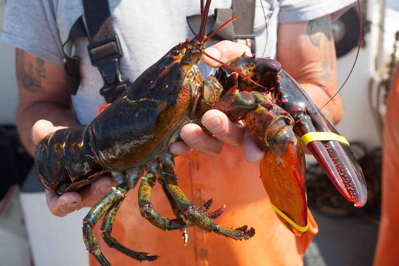 Lobster Season in Maine The Best Times to Enjoy Maine Lobsters