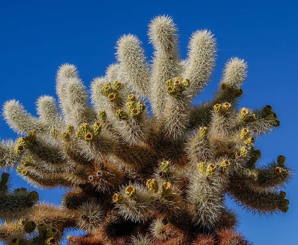 Teddy Bear Cholla