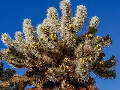 A Discover the Most Dangerous Cactus in the World (It’s Here in the U.S.)
