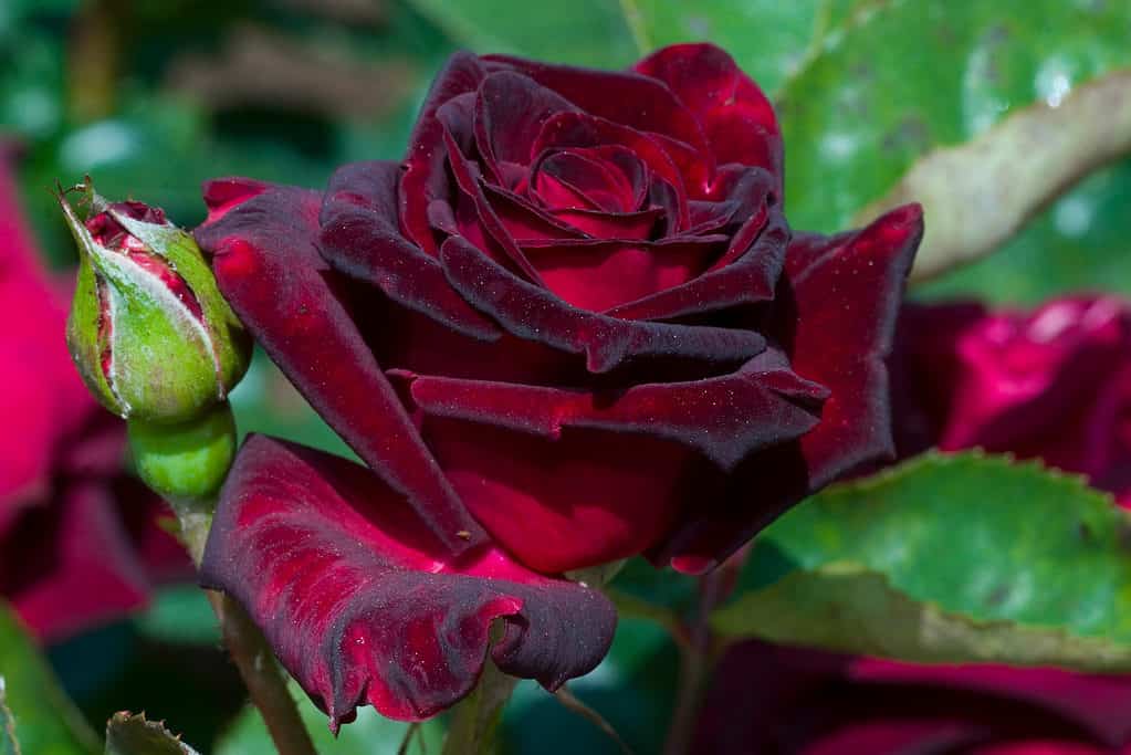 A closeup of the velvety Black Baccara rose