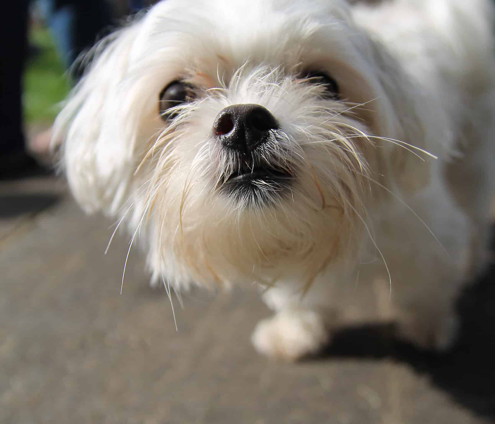 12 Teacup Dogs That Don’t Shed