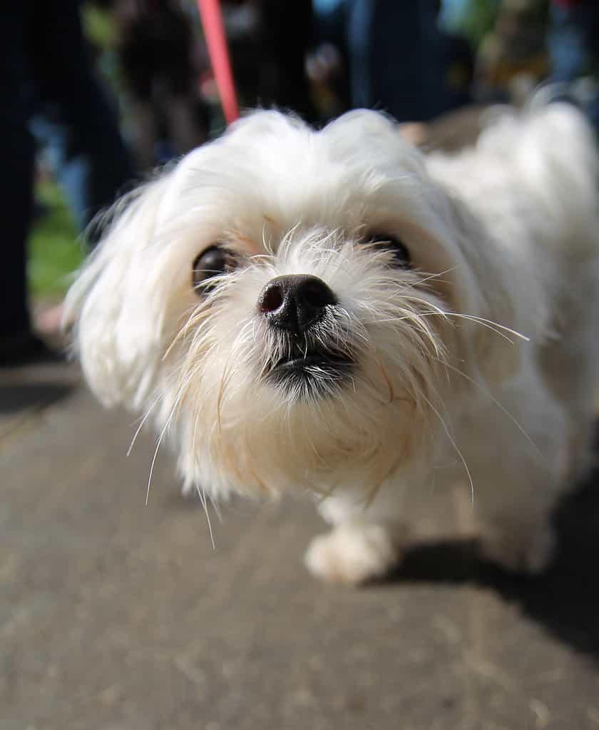 Teacup Pekingese