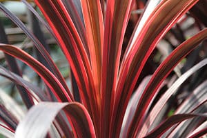 Cordyline Red Sensation vs. Red Star Picture