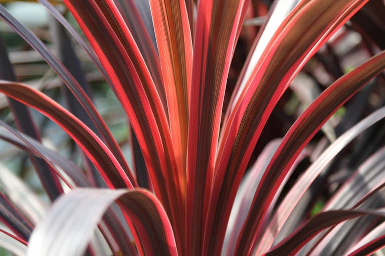 Cabbage Palm (Cordyline australis)