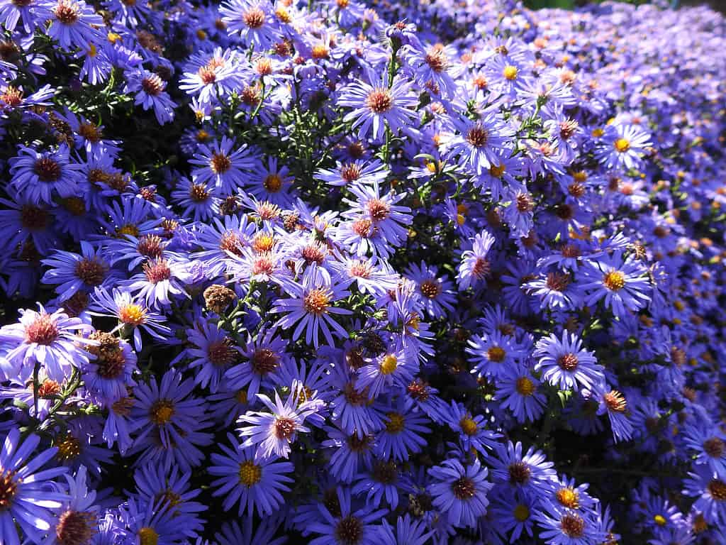 Aromatic aster (Aster oblongifolius) with bright purple daisy-like flowers