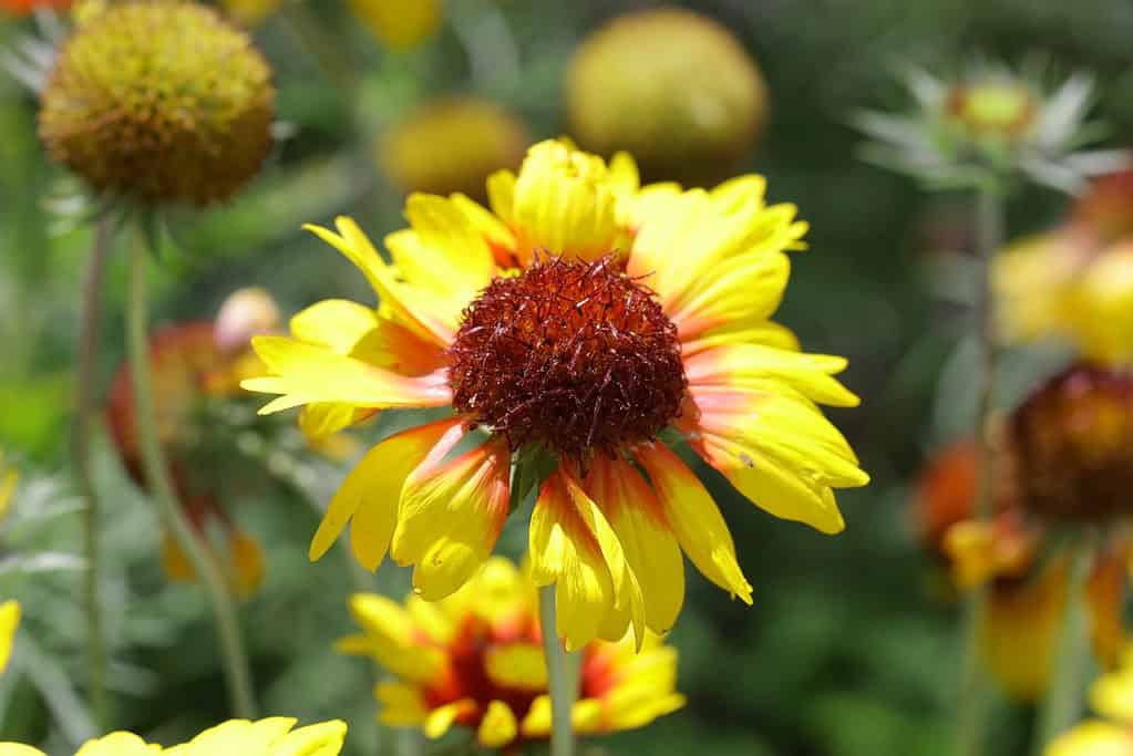 Lanceleaf Blanket Flower