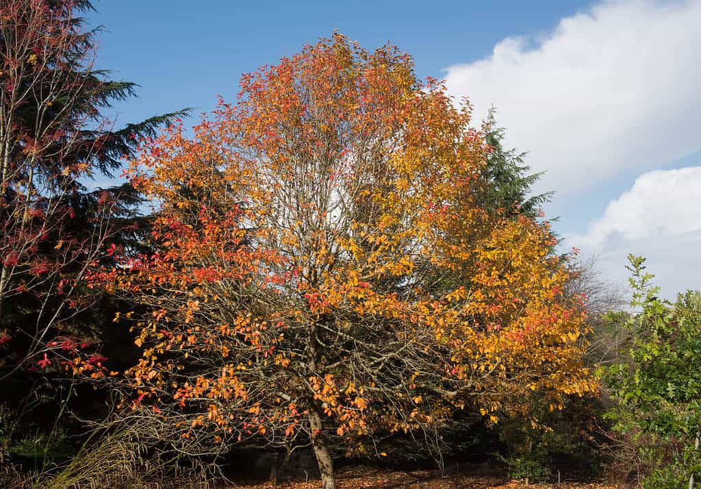 Bright Orange Autumn Leaves of a Tupelo or Black Gum Tree (Nyssa sylvatica) in a Woodland Garden.