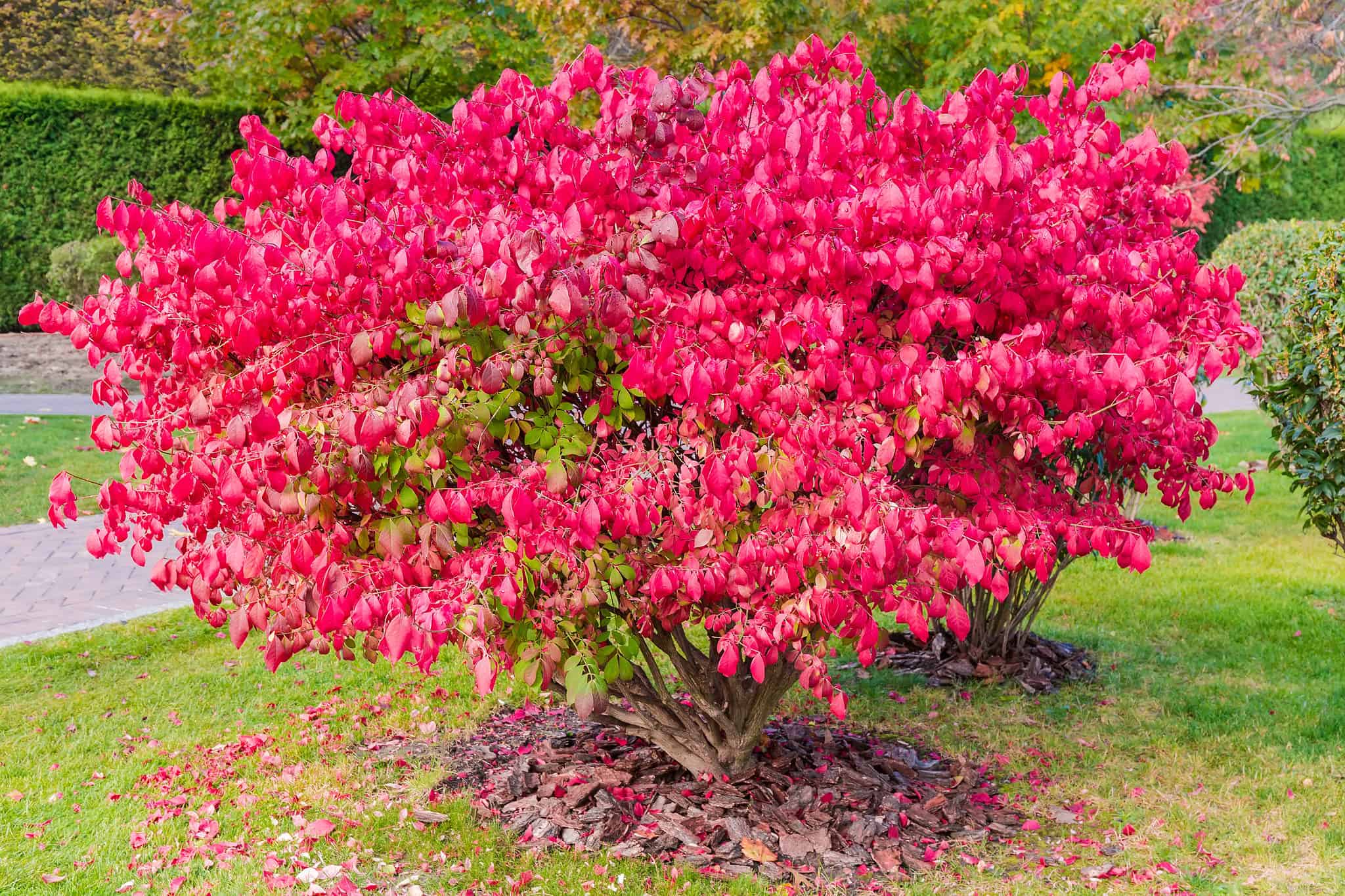 15 Shrubs That Thrive in Zone 4 Shade Gardens - A-Z Animals