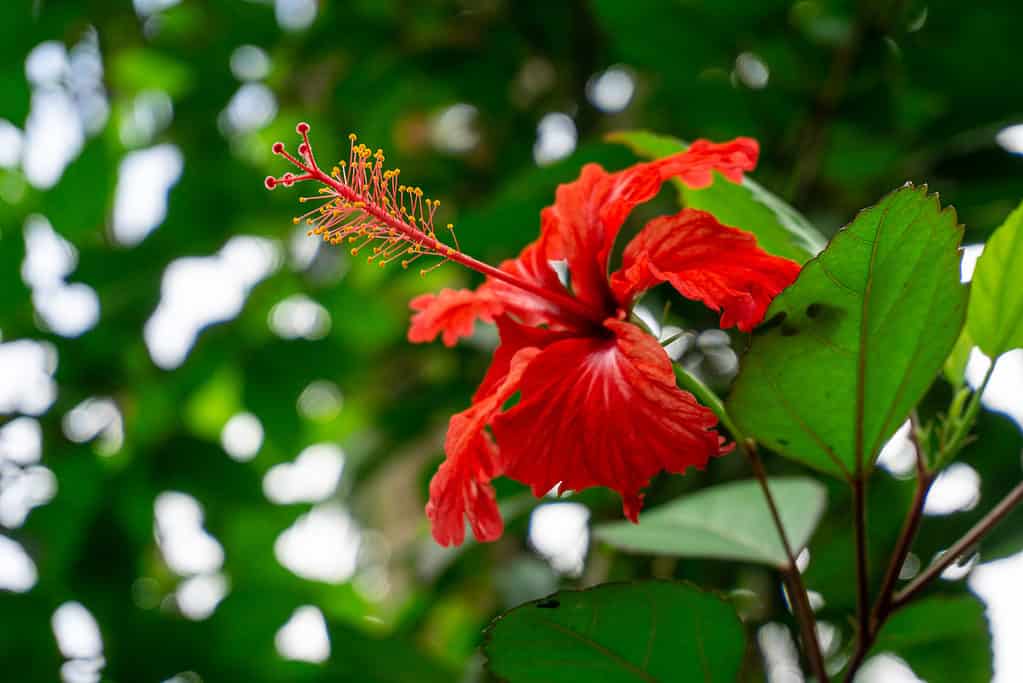 The Flor de Maga is the official flower of Puerto Rico.