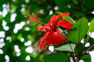 Discover The National Flower of Puerto Rico: Flor de Maga’s Flower Picture