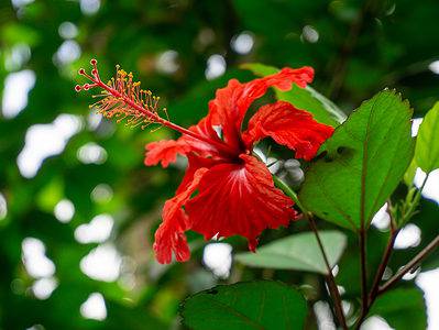 A Discover The National Flower of Puerto Rico: Flor de Maga’s Flower