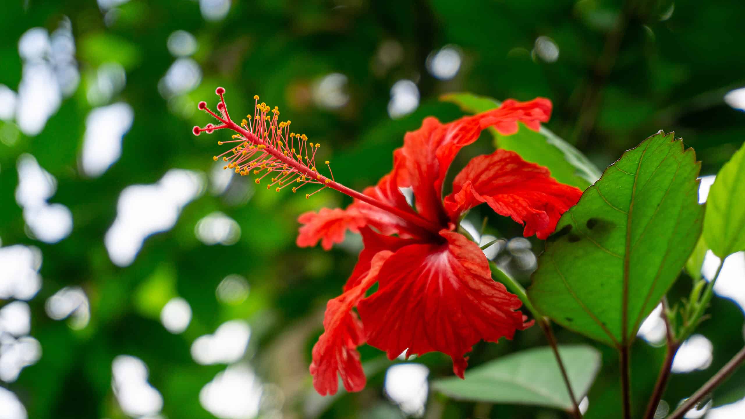 Discover The National Flower of Puerto Rico Flor de Maga's Flower A