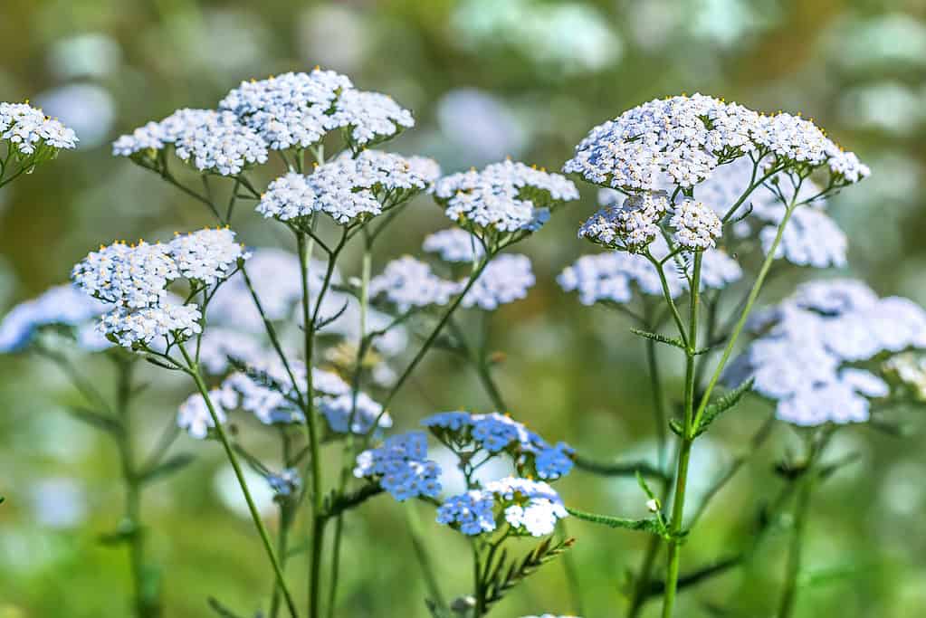 The flowers of the common yarrow are ray- or disc-type flowers organized in a cluster.