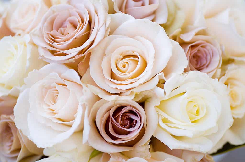 A closeup of a bouquet of cream-colored roses