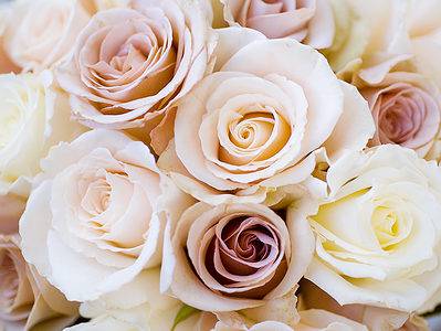A 13 Types Of Romantic Roses For Weddings