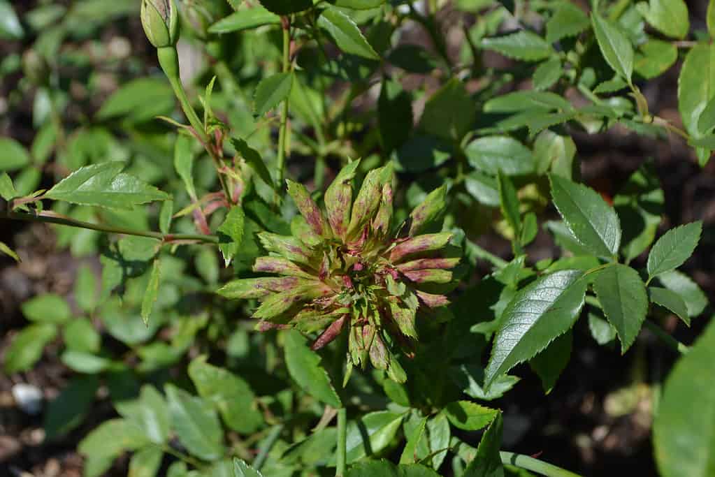 緑の Viridiflora ローズまたは Rosa chinensis のクローズ アップ