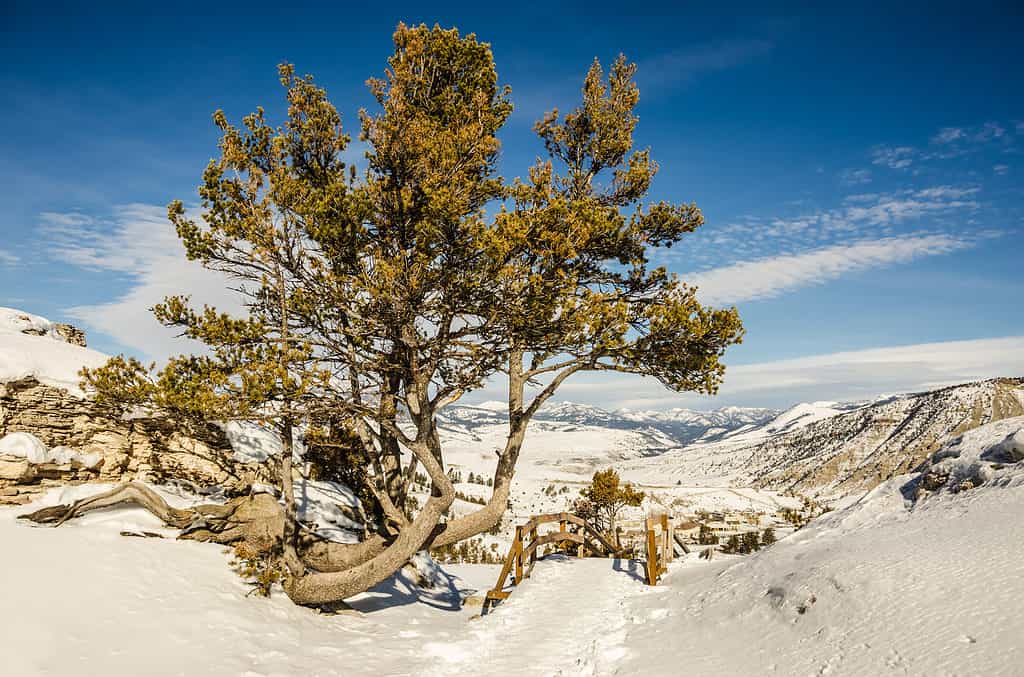 Whitebark pine overlooking Mammoth Hot Springs in Yellowstone National Park