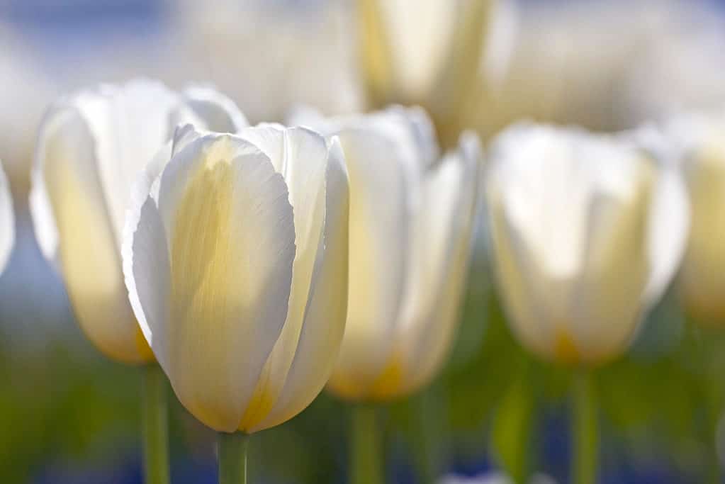 White Maureen Single Late Tulips in bloom