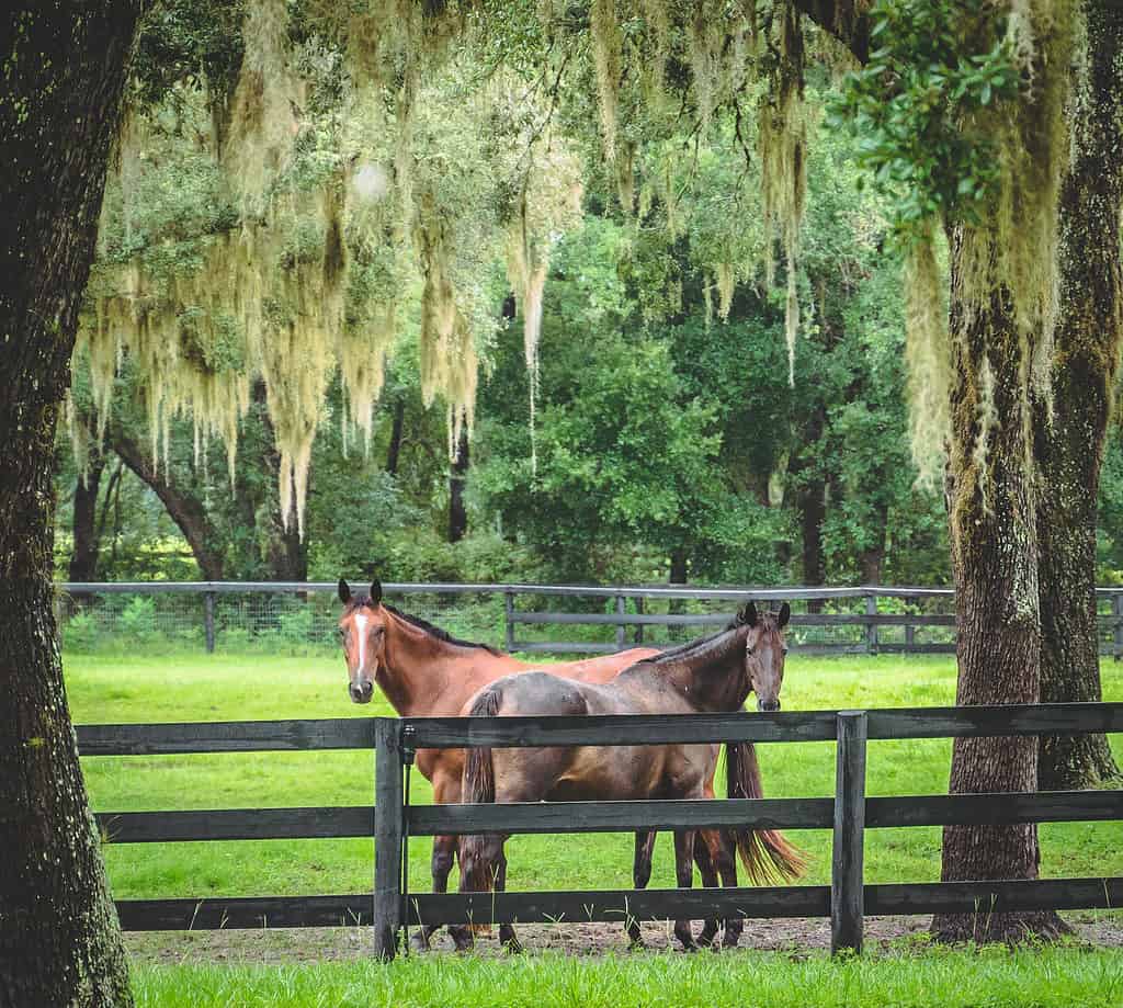 Two horses in field in Ocala, FL