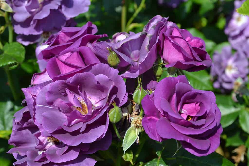 Rhapsody in Blue roses growing in a shrub in a garden
