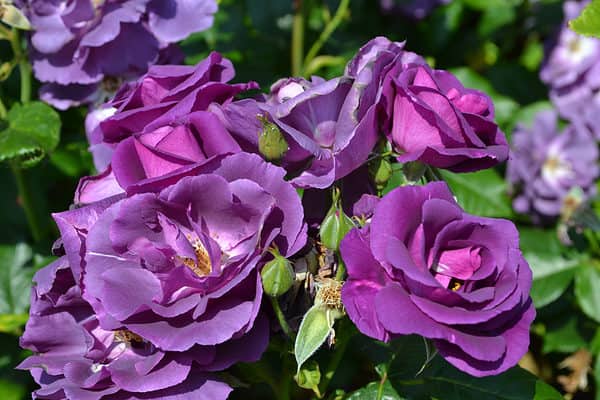 9 Types Of Stunning Blue Roses - A-Z Animals