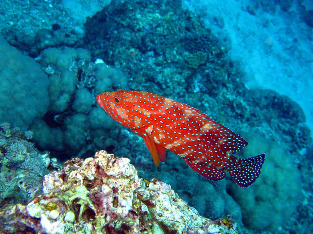 coral trout