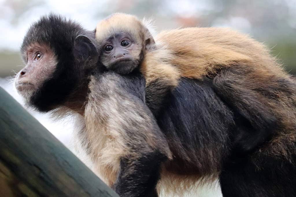 Golden-bellied capuchin (Sapajus xanthosternos) mother with offspring