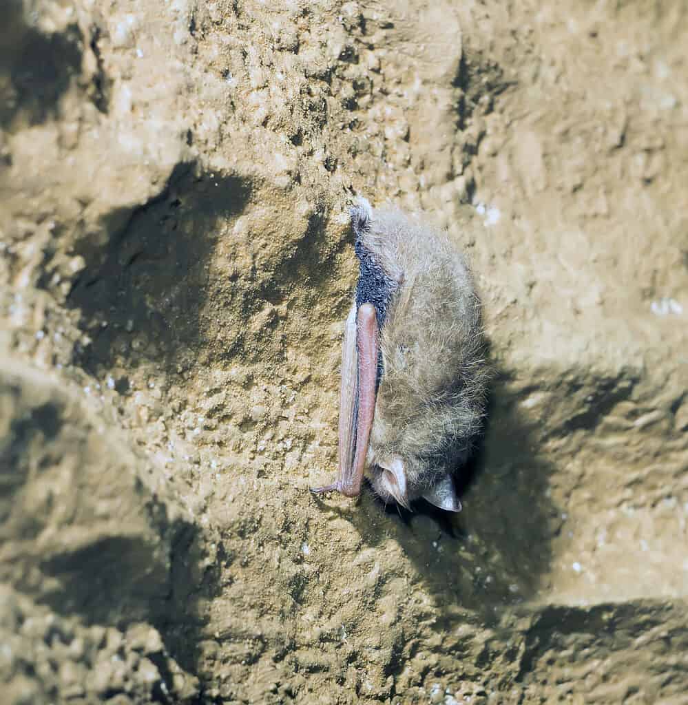 Indiana bat (Myotis sodalis)