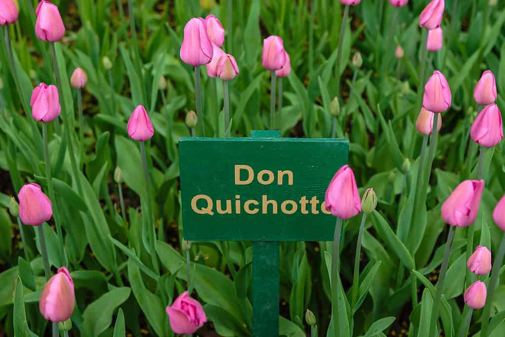 A bed of pink Don Quichotte Tulips with a sign