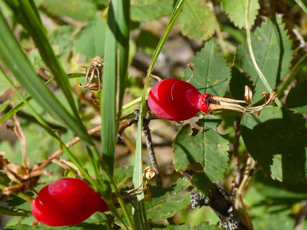 Wax currant (Ribes cereum) shrub