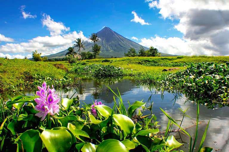 Water Lily in the Philippines