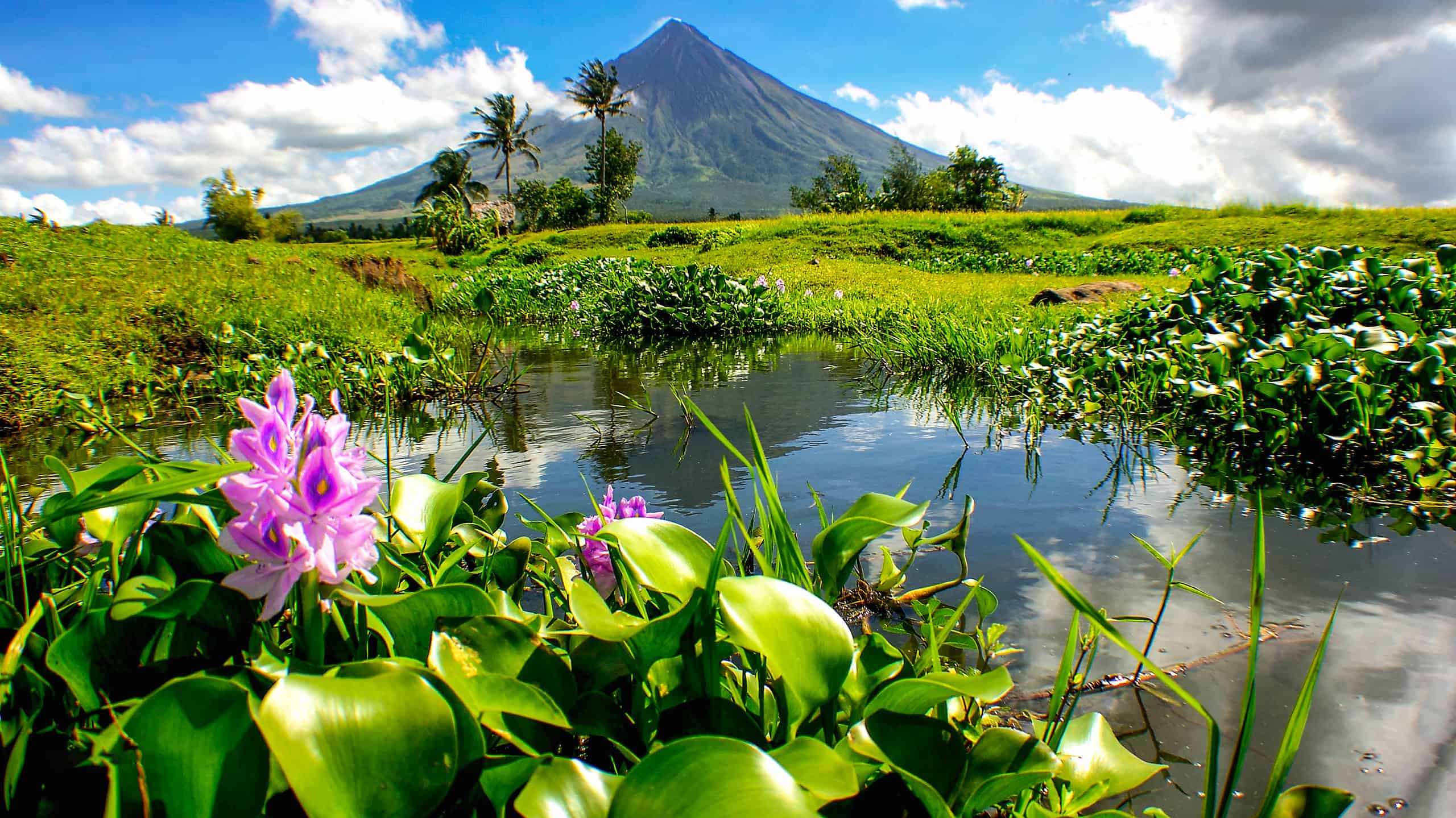 18 Gorgeous Flowers Native To The Philippines A Z Animals