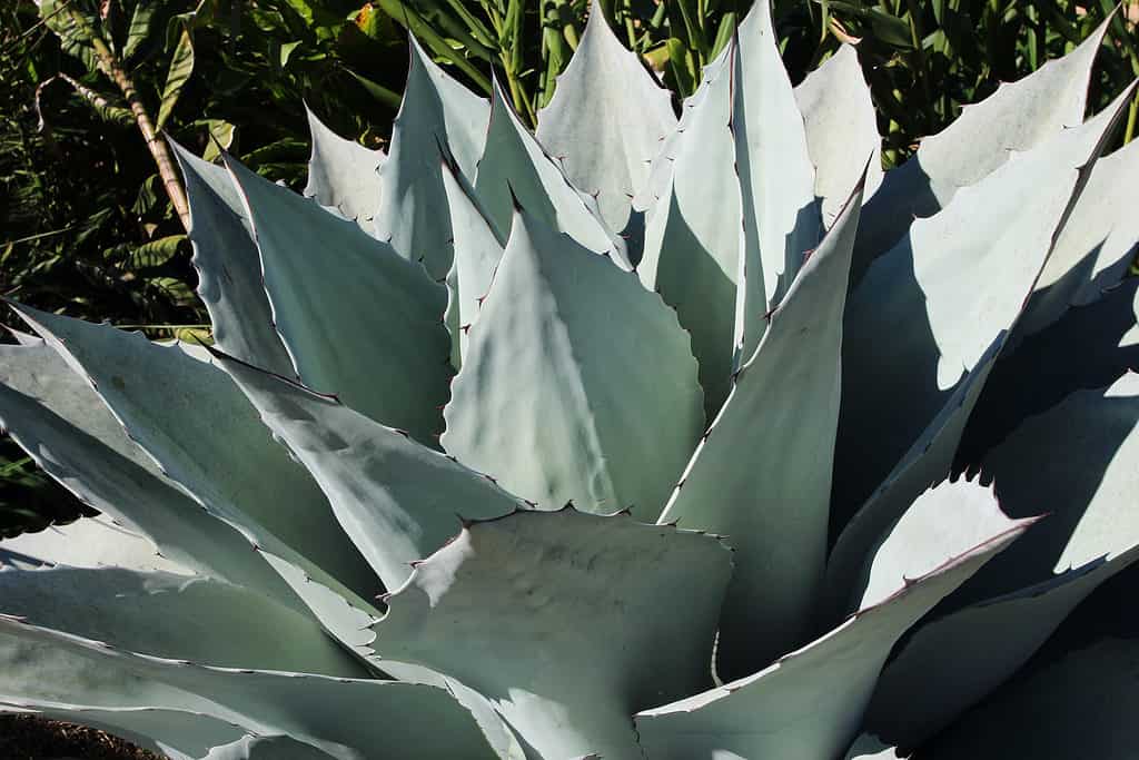 Side view of an Agave ovatifolia plant