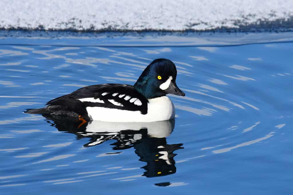 Diver Ducks In Water